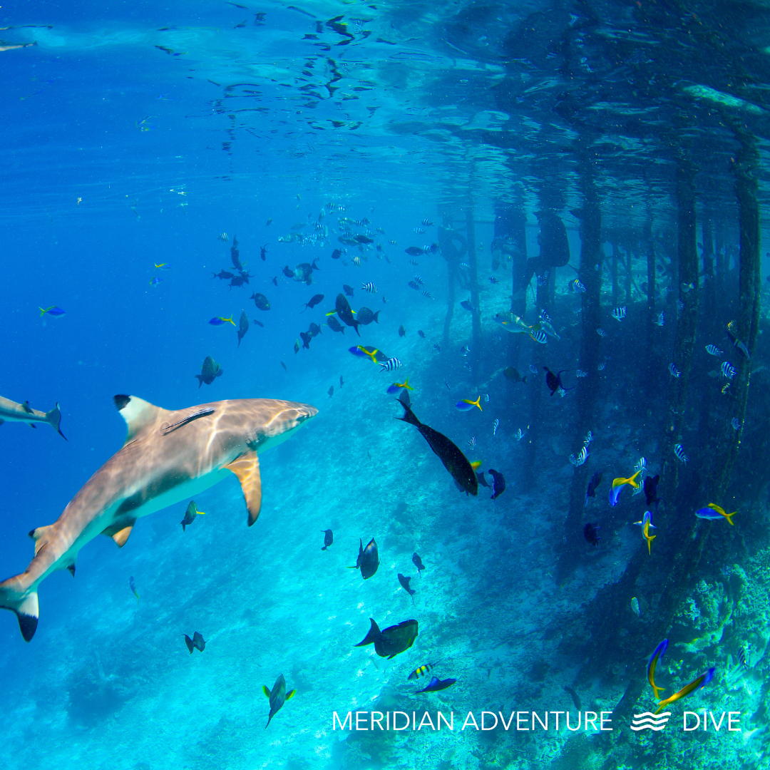 Raja Ampat 20th - 27th March 2026