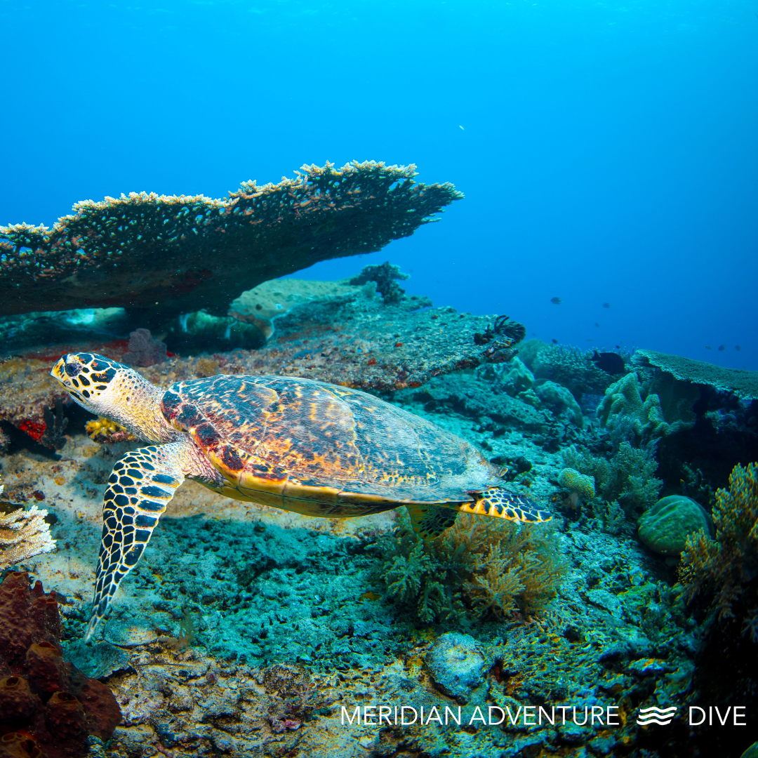 Raja Ampat 20th - 27th March 2026