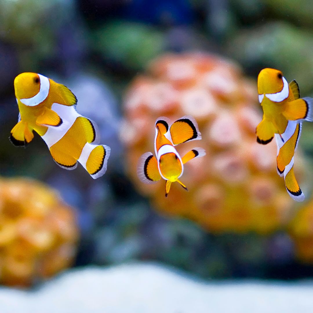 Hurghada Red Sea Dive Trip – 7th–14th October 2025