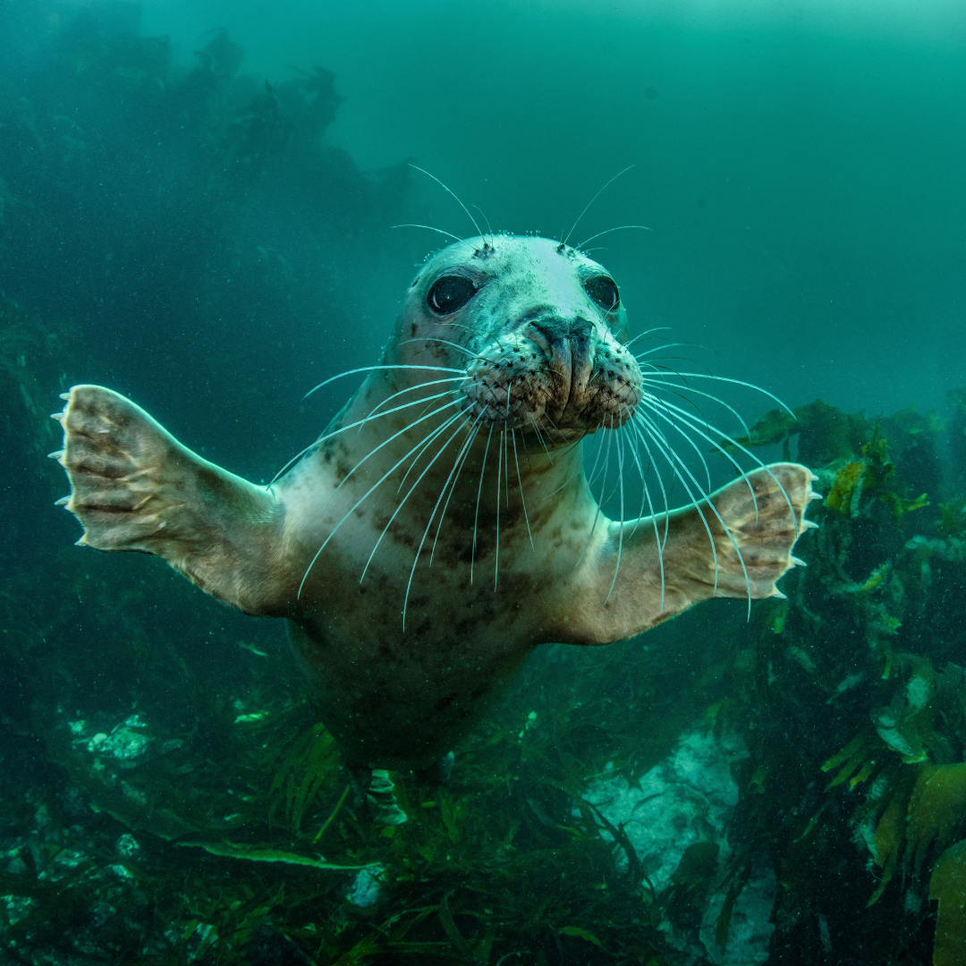 Dive with the seals at Lundy island 4th - 6th September