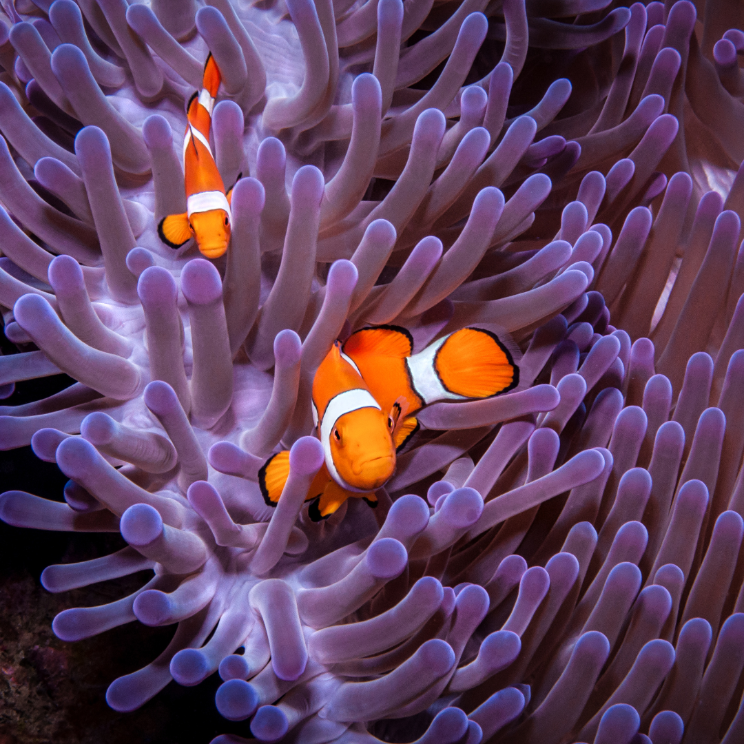 Hurghada Red Sea Dive Trip 25th April – 2nd May 2026